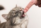 Маңғыстау тұрғыны мысық тістеп алғаннан кейін көз жұмды