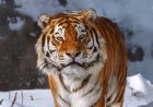Қазақстан Ресейден Амур жолбарыстарын әкелуге дайын