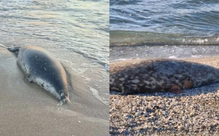 Каспий жағалауынан 100-ден астам итбалықтың өлекселері табылды