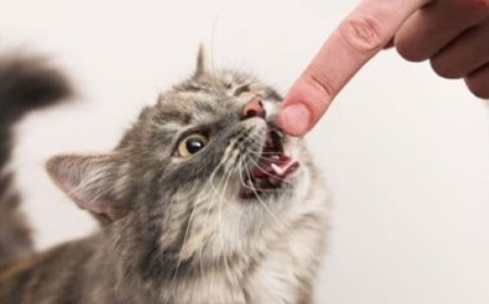 Маңғыстау тұрғыны мысық тістеп алғаннан кейін көз жұмды