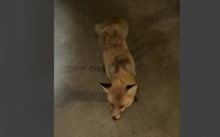 Қостанай облысында жабайы түлкілер адамдарға шабуылдай бастаған