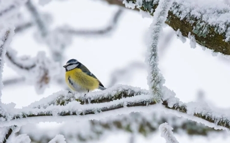 Елімізде алдағы күндері 20 градусқа дейін аяз күтіледі