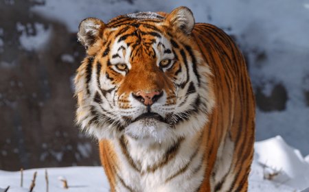 Қазақстан Ресейден Амур жолбарыстарын әкелуге дайын