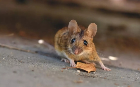 Нәжіс иісі таралған ауамен дем алса да жұғады: Батыс Қазақстанда тышқан безгегі дендеді