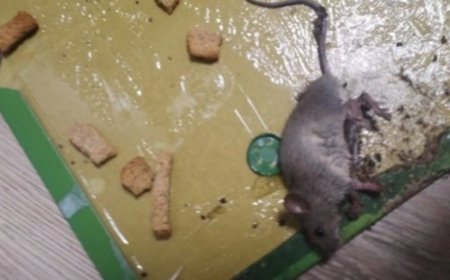 СҚО-дағы ауылда егеуқұйрық қаптап кетті