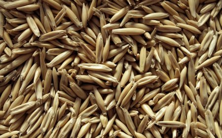 Солтүстік Қазақстанда жұмысшы астық қоймасына құлап, көз жұмды