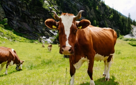 Атырау облысында белгісіз індеттен мал қырылып жатыр