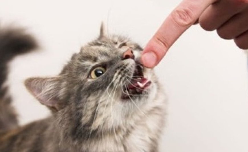 Рустам Солнцевтен порно Орыс куннилингус порно 69