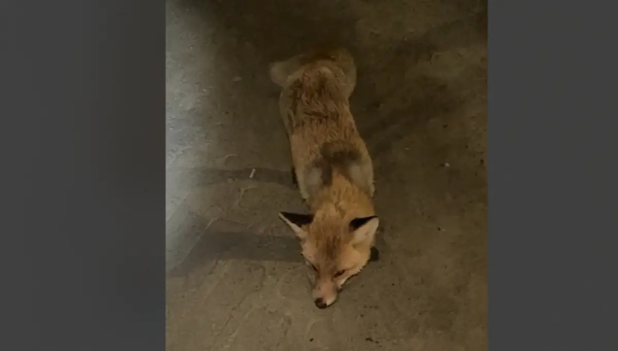 Қостанай облысында жабайы түлкілер адамдарға шабуылдай бастаған