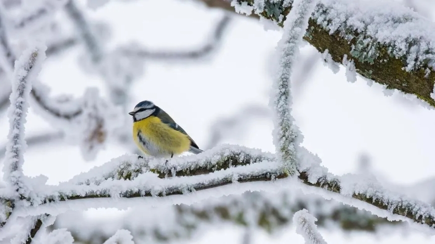 Елімізде алдағы күндері 20 градусқа дейін аяз күтіледі