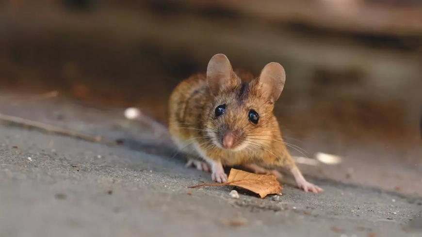 Ауамен тарайды: Батыс Қазақстанда тышқан безгегі шықты