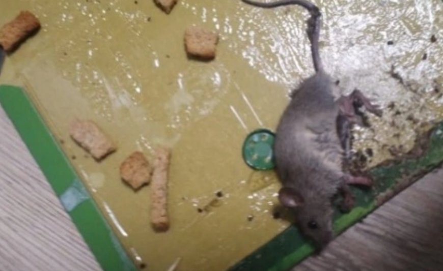 СҚО-дағы ауылда егеуқұйрық қаптап кетті