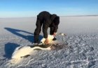 Павлодар тұрғыны аязда қалып қойған қос аққуды құтқарды (ВИДЕО)
