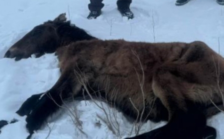 «Көлшікке түсіп кетіп, қатып қалған»: Батыс Қазақстанда бір үйір жылқы қырылып қалды