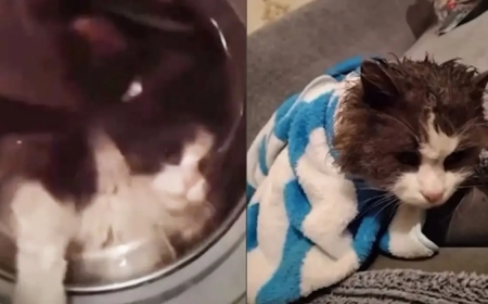 Талдықорғанда мысығын кір жуғыш машинаға салып жуған әйел табылды (ВИДЕО)