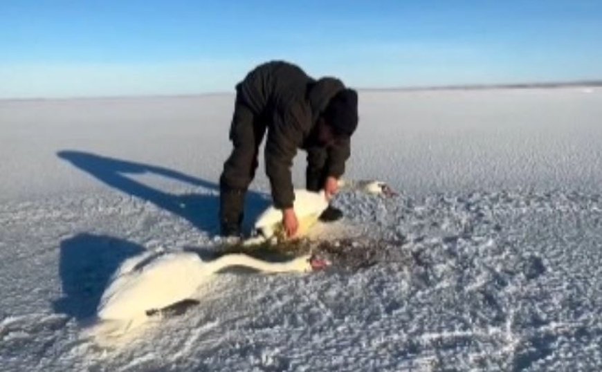 Павлодар тұрғыны аязда қалып қойған қос аққуды құтқарды (ВИДЕО)