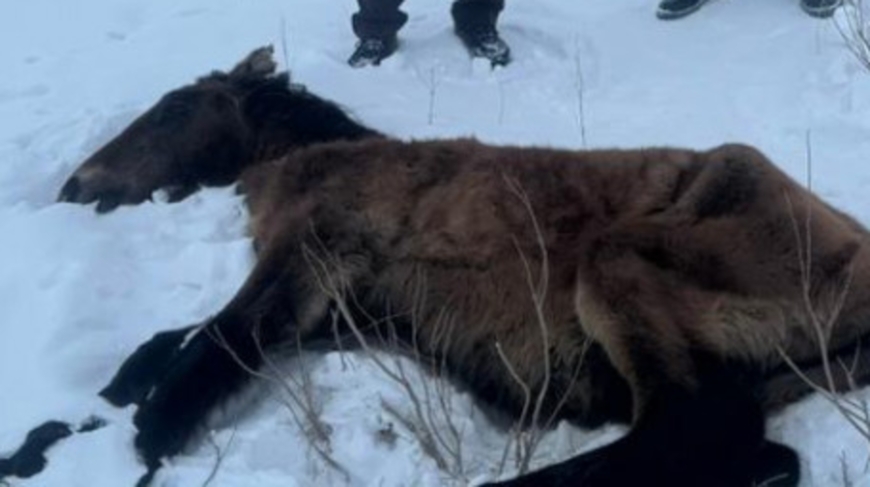 «Көлшікке түсіп кетіп, қатып қалған»: Батыс Қазақстанда бір үйір жылқы қырылып қалды