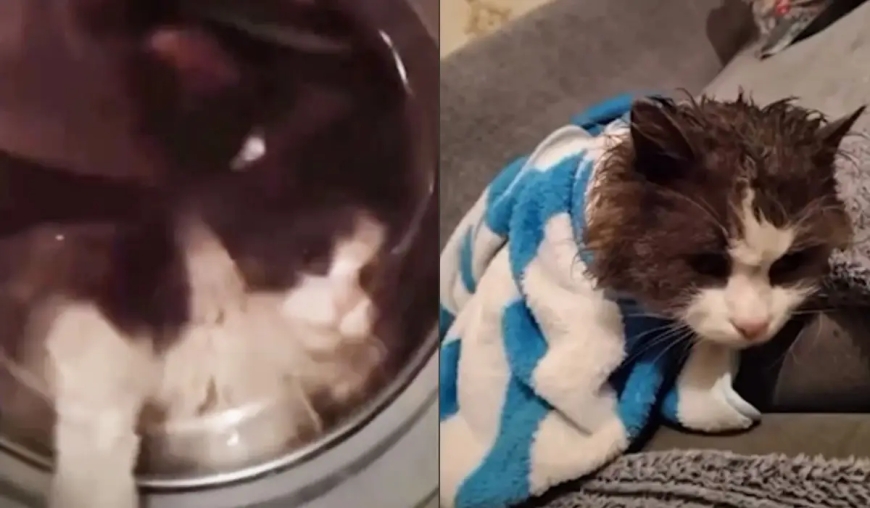 Талдықорғанда мысығын кір жуғыш машинаға салып жуған әйел табылды (ВИДЕО)