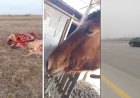 Алматы облысында ұрылар үйір жылқыны атып, сойып әкеткен (видео)