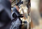 «Сиыр сауу - нағыз релакс»: депутат Қарақат Әбден сиыр сауды