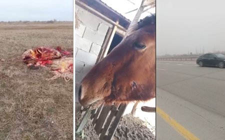 Алматы облысында ұрылар үйір жылқыны атып, сойып әкеткен (видео)