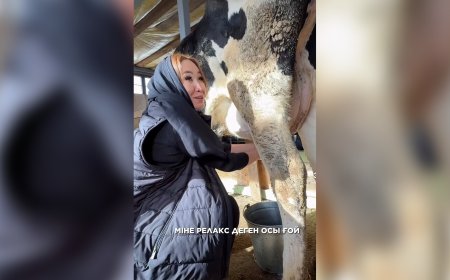 «Сиыр сауу - нағыз релакс»: депутат Қарақат Әбден сиыр сауды