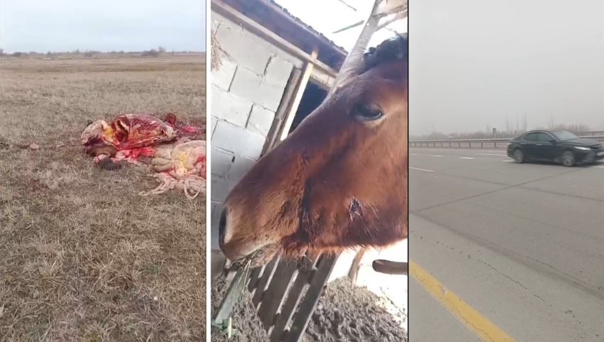 Алматы облысында ұрылар үйір жылқыны атып, сойып әкеткен (видео)