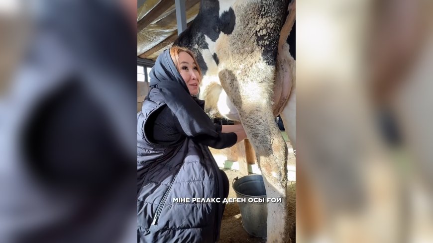 «Сиыр сауу - нағыз релакс»: депутат Қарақат Әбден сиыр сауды