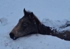 Атырау облысында көктайғақтан жылқылар қырылды
