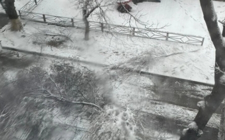 Шымкентте ағаш бұтағы құлап, бала қаза тапты