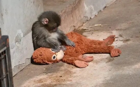 Ойыншығын құшақтаған сүйкімді маймыл: Анасы бас тартқан Панчтың тағдыры