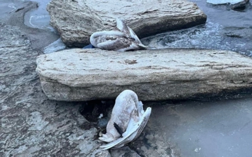 Каспий жағалауынан өлі аққулар табылды: Белсенді бейнежазба жариялады