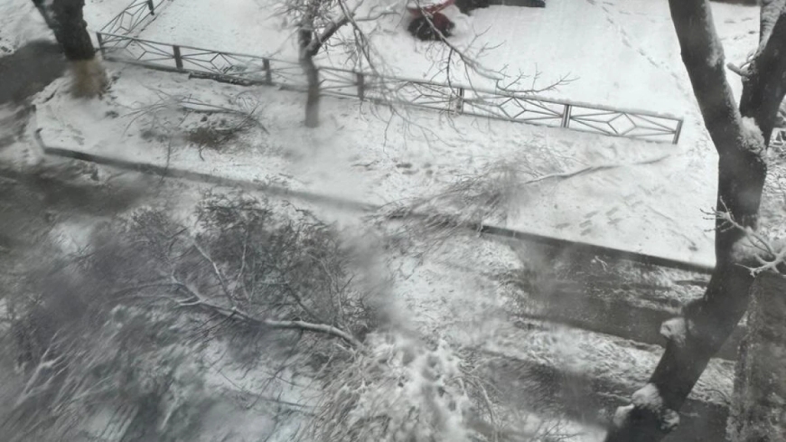 Шымкентте ағаш бұтағы құлап, бала қаза тапты