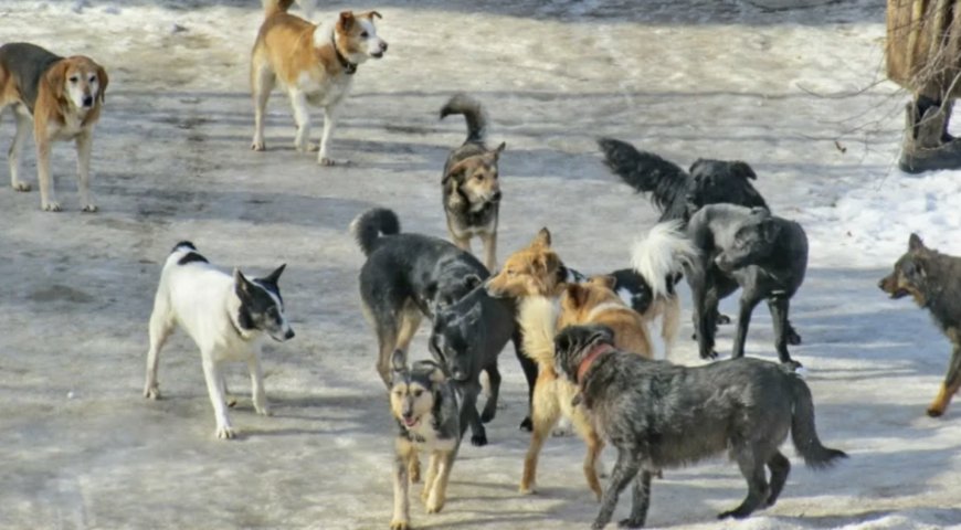 Алматы облысында бір топ ит әйелді аяусыз талап тастаған (ВИДЕО)
