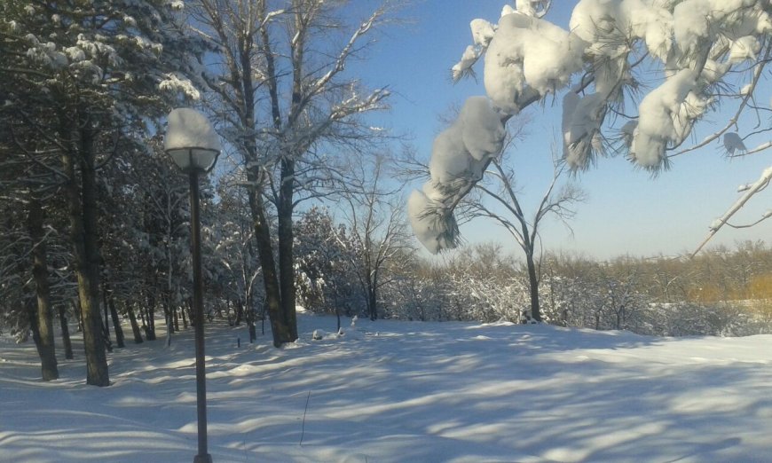 Шымкент дендросаябағында адамның мәйіті табылды