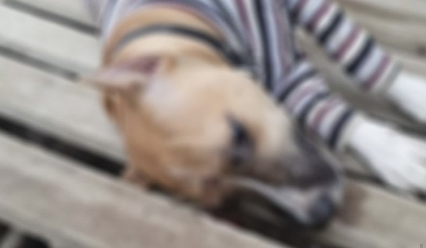 Алматыда ер адам көршісінің итін атып өлтірді