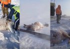 Ақмола облысында пойыз 11 жылқыны қағып кетті