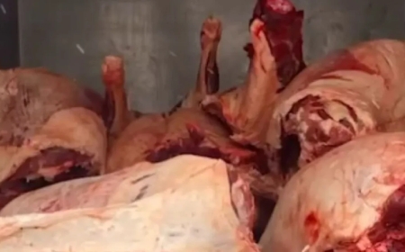 Астанада санитарлық талаптарға сай емес жасырын ет цехы анықталды (ВИДЕО)