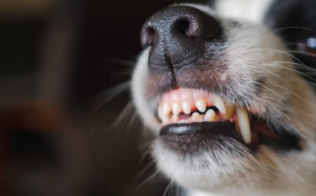 Терісін сыпырып алған: Алматыда 14 иттің өлексесі табылды