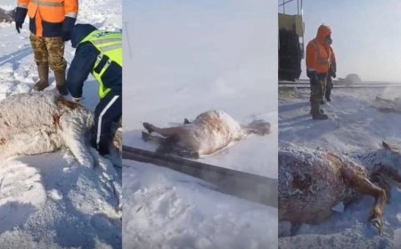 Ақмола облысында пойыз 11 жылқыны қағып кетті