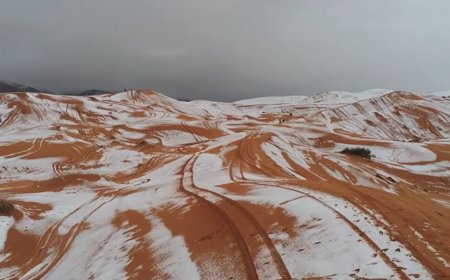 Сахарада қау жауды