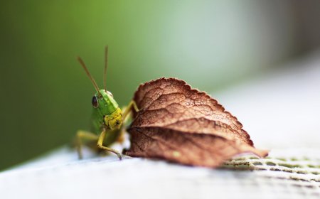Еліміз Ресеймен бірігіп шегірткемен күреспек