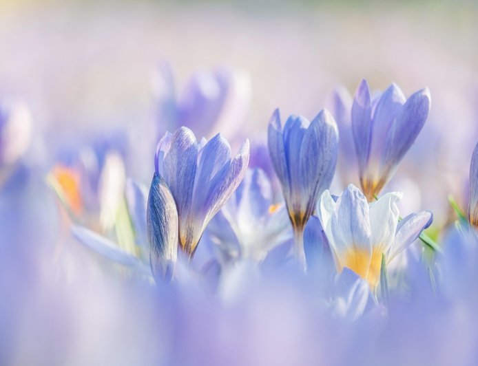 Наурызнама: Мерекелік онкүндіктің күнтізбесі (ФОТО)