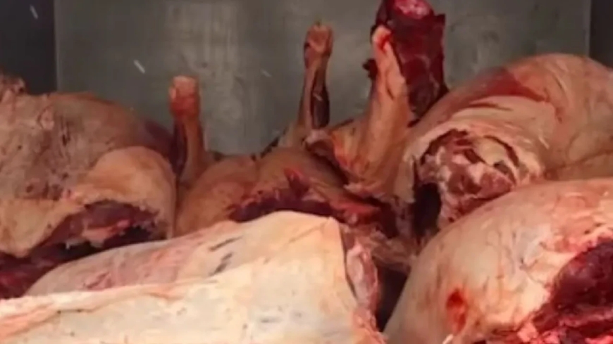 Астанада санитарлық талаптарға сай емес жасырын ет цехы анықталды (ВИДЕО)