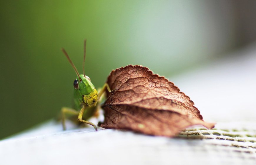 Еліміз Ресеймен бірігіп шегірткемен күреспек
