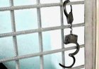 Сәбиді саудалағандар: Қызылордадағы сұмдық схема әшкереленді
