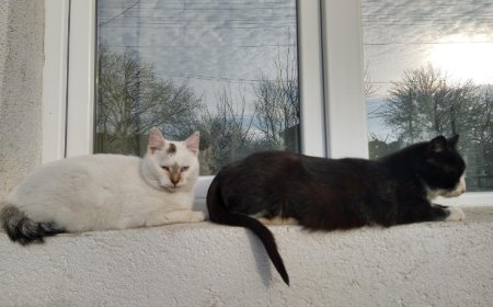 Павлодар тұрғыны мысықты құтқарамын деп мерт болды