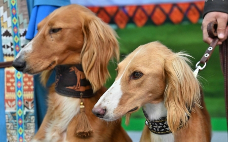 Елімізде тағы бір жаңа мереке күні пайда болады