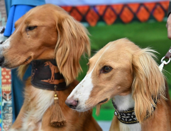 Елімізде тағы бір жаңа мереке күні пайда болады