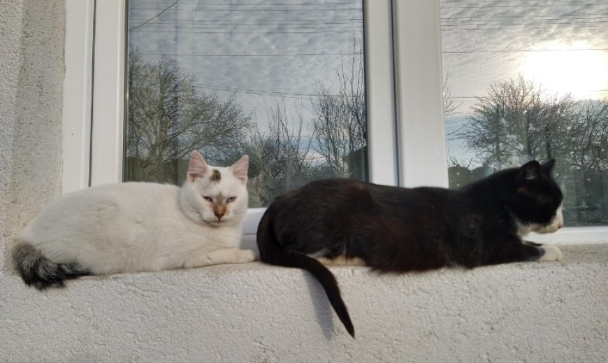 Павлодар тұрғыны мысықты құтқарамын деп мерт болды